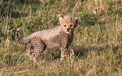 Small cheetah cub looks into the camera in Kenya