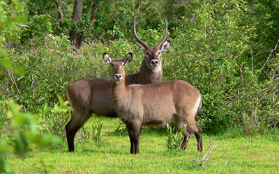 Two antelope pose for camera at safari in Ghana