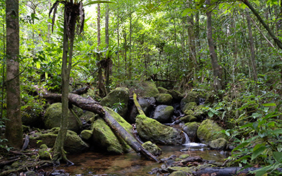 Rainforest in the Honduras