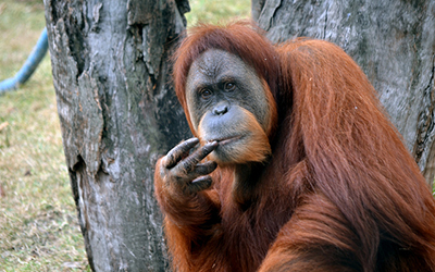 Male orangutang looks into the camera