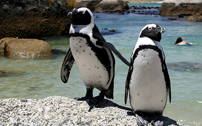 Two penguins on Cape Town beach, SOuth Africa
