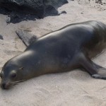 A seal in the Galapagos
