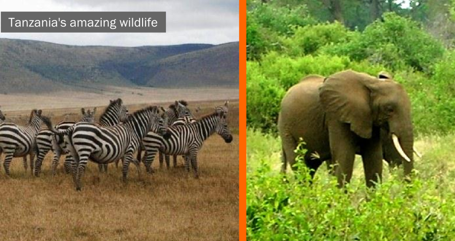 Tanzania's wildlife