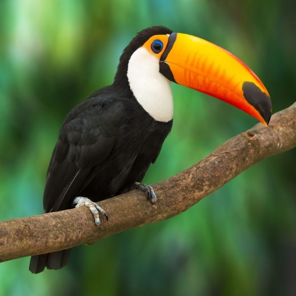 Virtual volunteer to help animals such as this toucan at a wildlife rescue center!