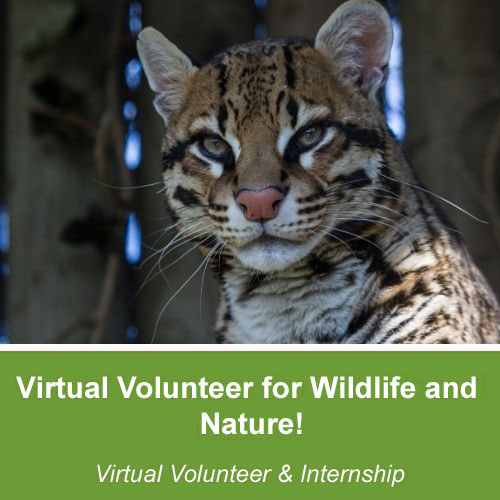 featured photos virtual volunteer for wildlife and nature