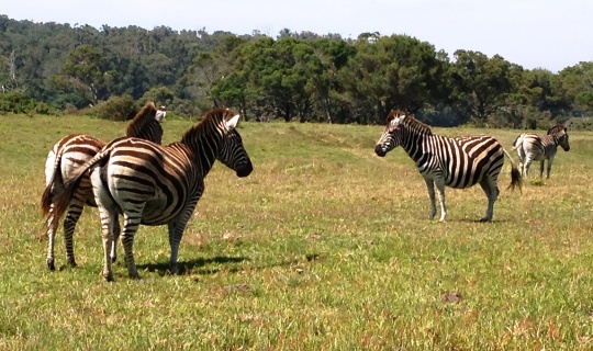 Kragga Kama Game Reserve, South Africa